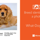 Imagen para el artículo titulado Averigua de qué raza es tu perro con esta nueva aplicación de Microsoft